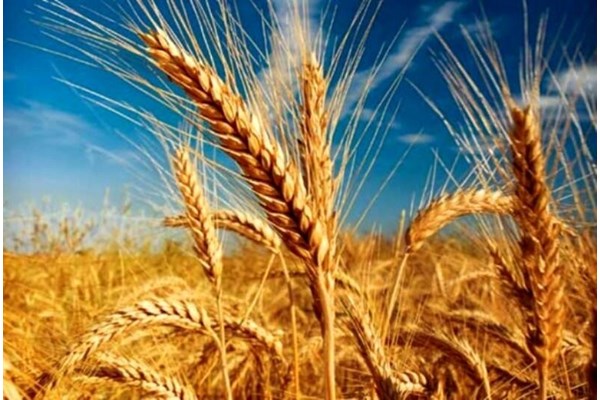 خرید گندم از مرز ۴.۵ میلیون تن گذشت