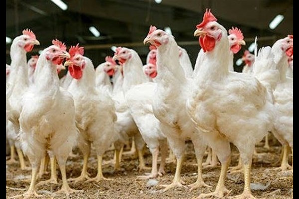  احیای مرغ آرین می‌تواند وابستگی صنعت طیور را کاهش دهد