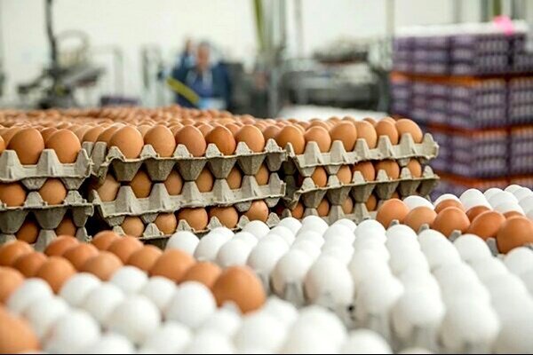قم رتبه سوم تولید تخم‌مرغ در کشور را دارد