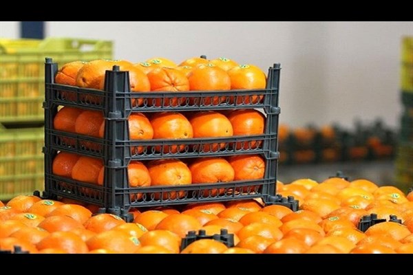  ۳۰۰ تُن سیب و پرتقال برای تنظیم بازار شب عید قم خریداری شد