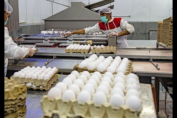 ۱۲ هزار تُن تخم‌مرغ در قم تولید شد