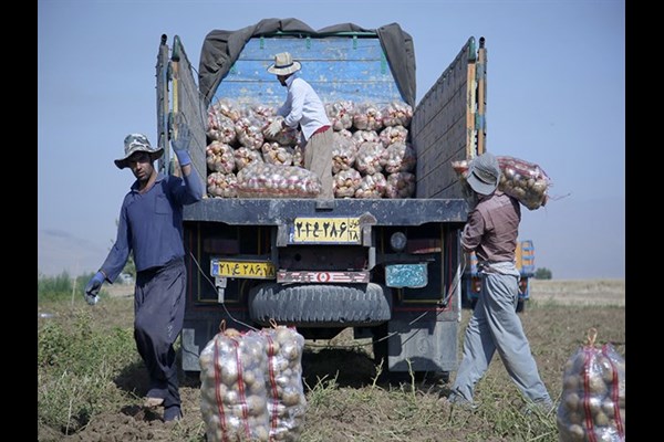  برای جلوگیری از زیان کشاورزان باید به دنبال اهداف جدید صادراتی باشیم