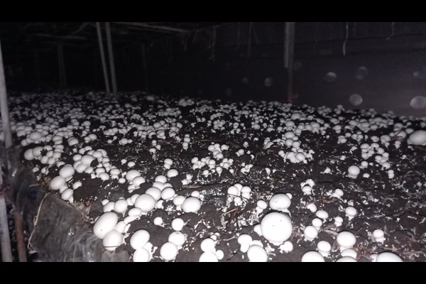 مزرعه پرورش قارچ در قم+ تصاویر