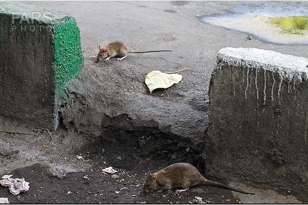 جولان بی دغدغه موش ها در شهر