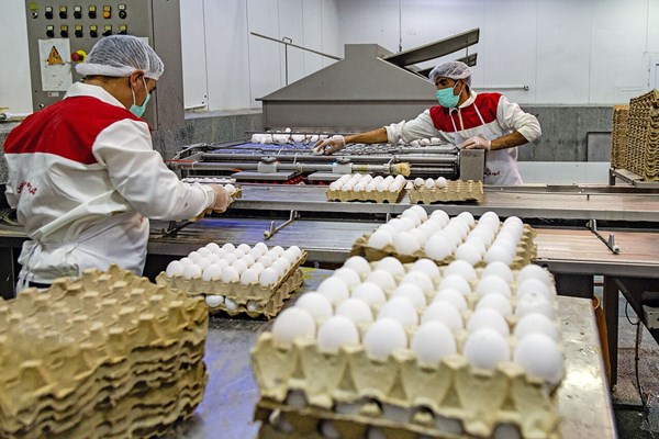 ۴۵ هزار تُن تخم‌مرغ در قم تولید شد