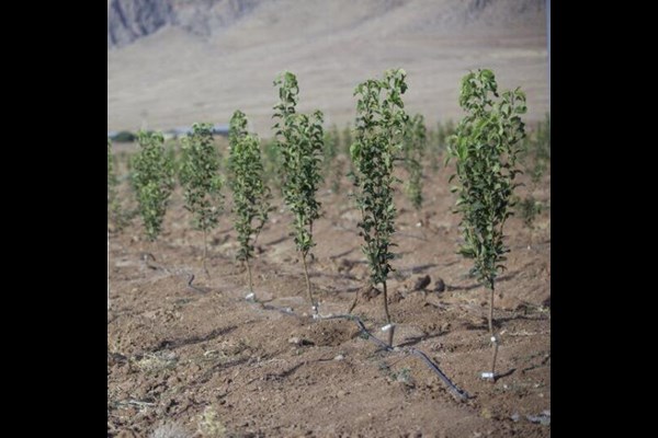 طرح مردمی کاشت یک میلیارد درخت، پیوست ایرانی و انقلابی دارد