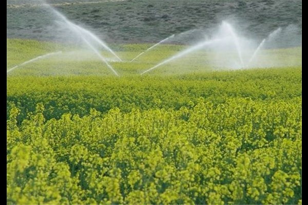 نجات کشاورزی قم با آبیاری مکانیزه