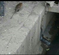 موش‌ها مهمان ناخوانده شهرقم +تصاویر/فیلم