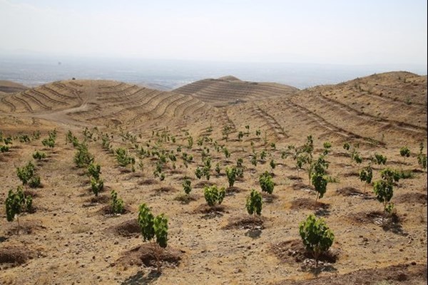  کاشت دوهزار نهال همزمان با روز طبیعت در قم