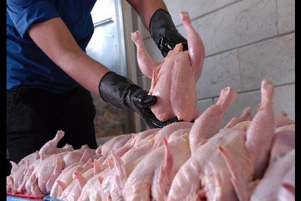  قیمت مرغ در بازار دوباره به ۸۰ تا ۱۰۰ هزار تومان رسید 