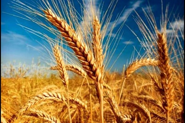 خرید گندم از مرز ۴.۵ میلیون تن گذشت