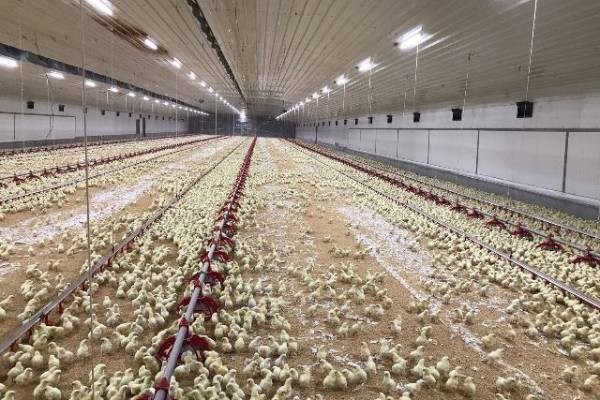  افزایش ۲۰ درصدی جوجه‌ریزی مرغ‌گوشتی در قم    