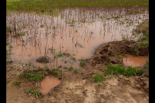 سیل ۳۲ میلیارد تومان به کشاورزی قم خسارت زد