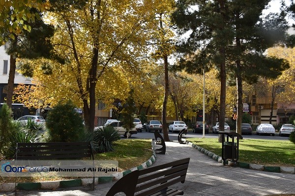 گزارش تصویری | تغییر رنگ درختان در آخرین ماه پاییز در قم