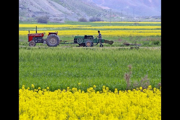 ۶۱ طرح کشاورزی هم‌زمان با دهه فجر در قم به بهره‌برداری می‌رسد