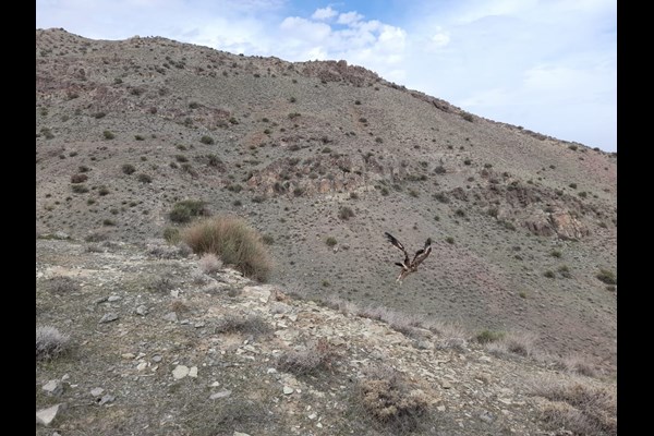 رهاسازی ۴ پرنده شکاری در قم + تصاویر
