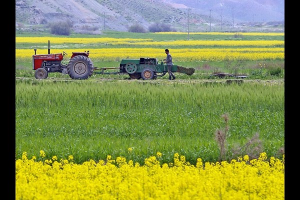 تولید و توزیع کود سولفات پتاسیم در قم جهشی شد