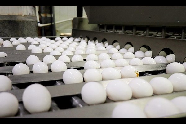 ممنوعیت صادرات تخم‌مرغ لغو شد