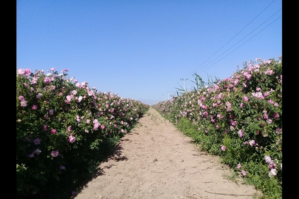  از مزایای درمانی تا ظرفیت‌های اقتصادی گل محمدی