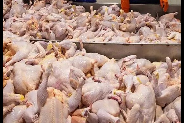 وضعیت مطلوب تولید گوشت مرغ در قم 