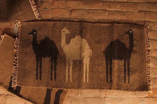  پشم شتر؛ گنجینه پنهان صنایع‌دستی و اقتصادی قم