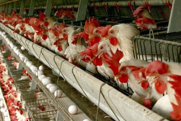 مرغ و تخم‌مرغ ظرفیت مهم اقتصادی در قم
