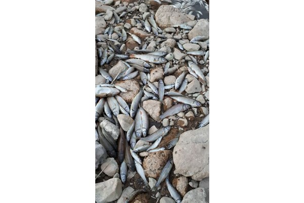 تلف شدن ماهی های رودخانه قم +عکس/فیلم