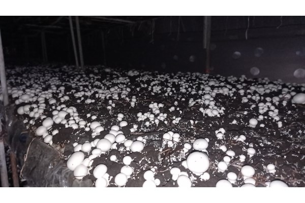مزرعه پرورش قارچ در قم+ تصاویر