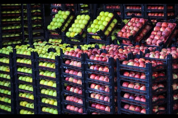 میوه تنظیم بازار شب عید قم خریداری و ذخیره‌سازی شد