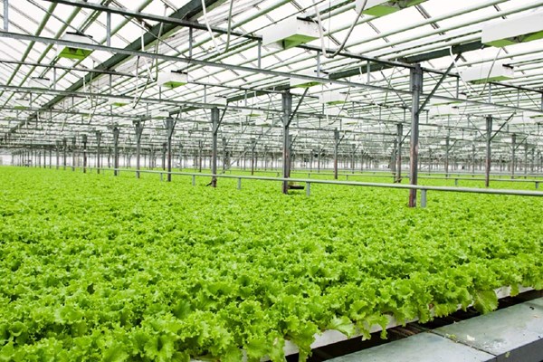 افزایش ۴۰ درصدی تولید محصولات گلخانه‌ای در قم