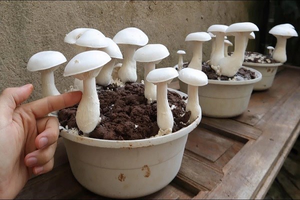  پرورش قارچ؛ فرصتی اقتصادی با مزایای فراوان