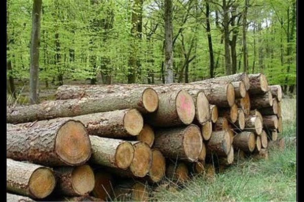 رونق زراعت چوب در ۳۴ هزار هکتار از جنگل‌های قم 