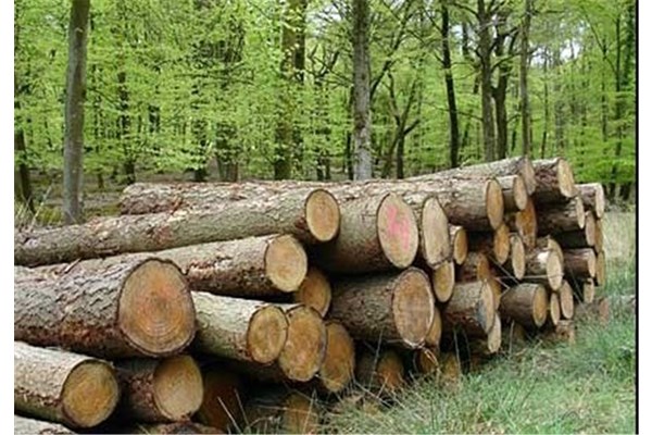 رونق زراعت چوب در ۳۴ هزار هکتار از جنگل‌های قم 