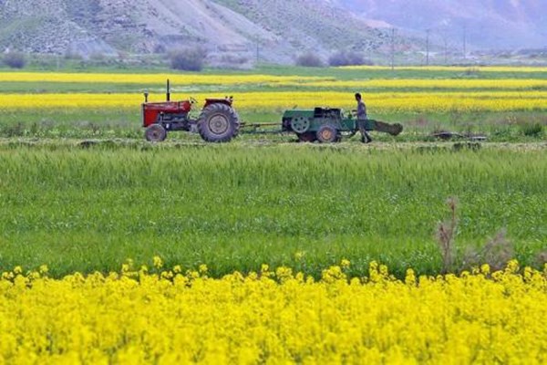 کشاورزی تجاری راهکار حفظ سطح سبز استان قم