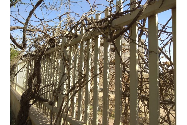 سایه بی توجهی بر سر درختان مجتمع ادارات استان قم+ تصاویر