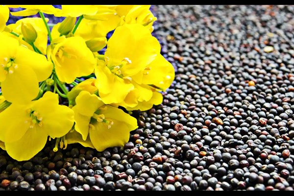 کلزا از محصولات اساسی بخش کشاورزی قم است