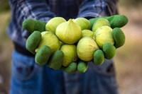 گلوگاه؛ شهر انجیرهای ایران