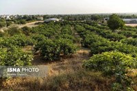 گلوگاه؛ شهر انجیرهای ایران
