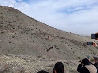 رهاسازی ۴ پرنده شکاری در قم + تصاویر