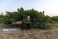 گلوگاه؛ شهر انجیرهای ایران