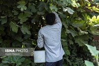 گلوگاه؛ شهر انجیرهای ایران