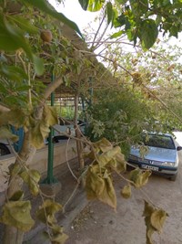 سایه بی توجهی بر سر درختان مجتمع ادارات استان قم+ تصاویر