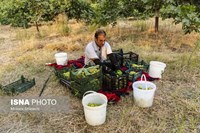 گلوگاه؛ شهر انجیرهای ایران