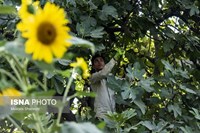 گلوگاه؛ شهر انجیرهای ایران
