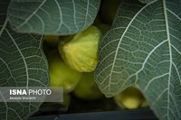 گلوگاه؛ شهر انجیرهای ایران