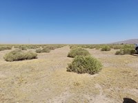 تصاویری از مناطق نهال‌کاری شده در منطقه کوه نمک قم