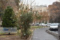 گزارش تصویری | بارش اولین برف زمستانی در شهر قم