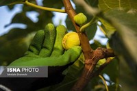 گلوگاه؛ شهر انجیرهای ایران
