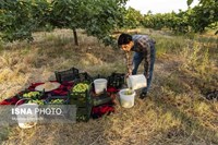گلوگاه؛ شهر انجیرهای ایران